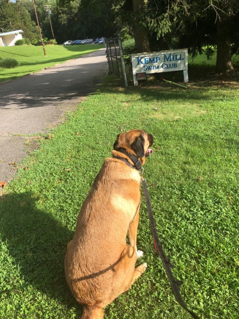 Fisher, an Anatolian Shepherd Dog tested with EmbarkVet.com