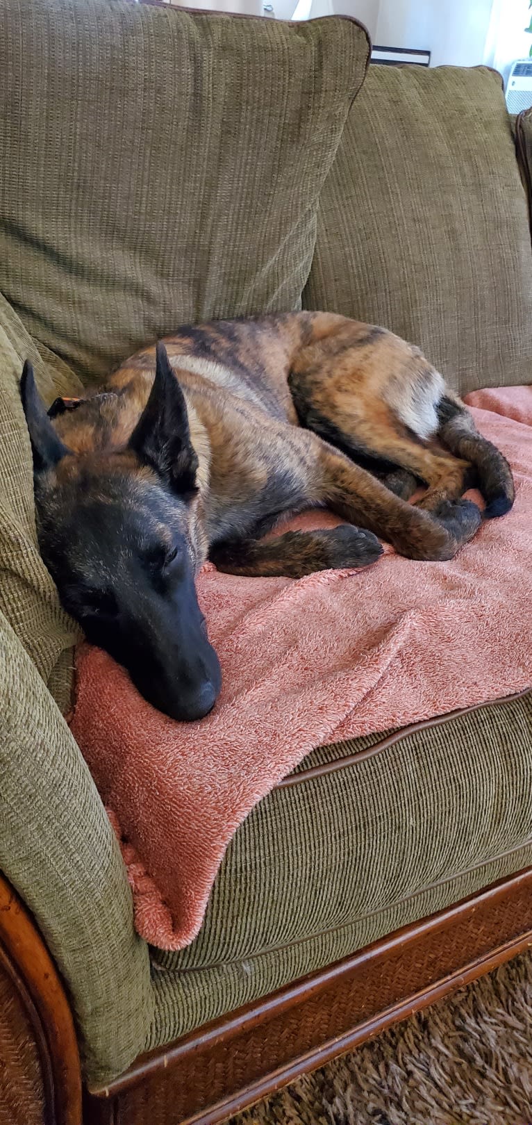 Ripley, a Dutch Shepherd tested with EmbarkVet.com