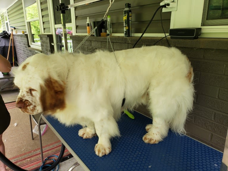 Rupert, a Clumber Spaniel tested with EmbarkVet.com