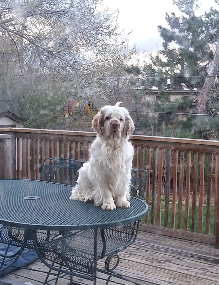 Rhaenyra, a Clumber Spaniel tested with EmbarkVet.com