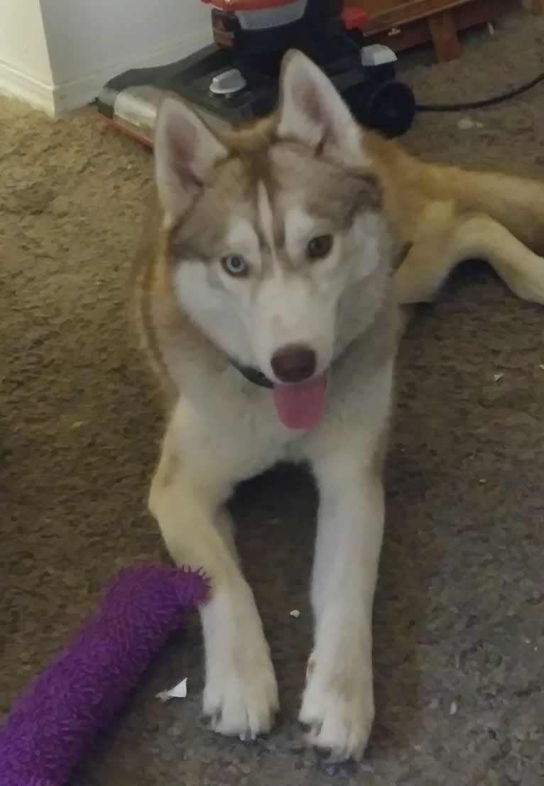 Freyja, a Siberian Husky tested with EmbarkVet.com