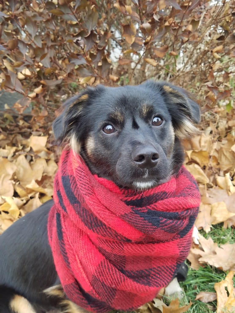 Devi, a Russell-type Terrier and American Pit Bull Terrier mix tested with EmbarkVet.com