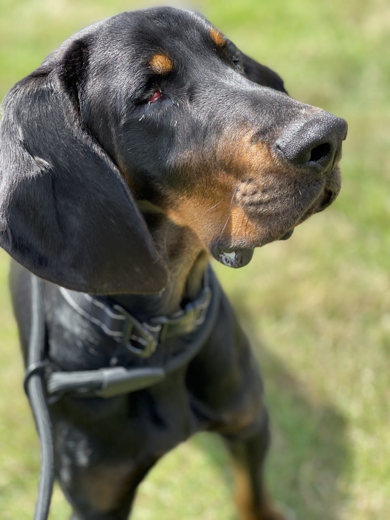 Maxwell Eugene, a Black and Tan Coonhound tested with EmbarkVet.com