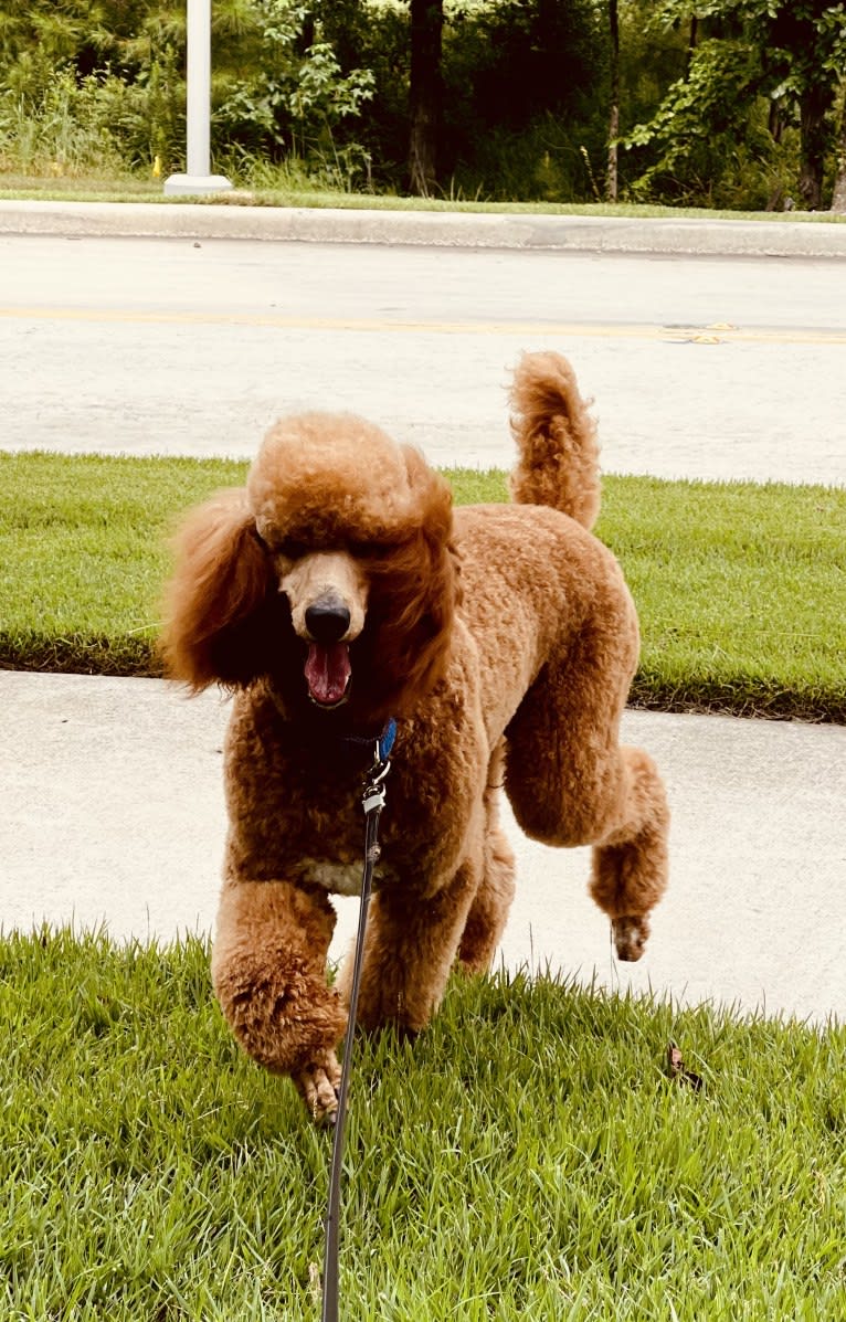 Captain Scooby Doo, a Poodle (Standard) tested with EmbarkVet.com