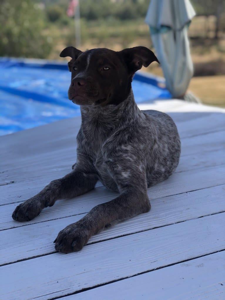 Ginger, an American Pit Bull Terrier and Australian Cattle Dog mix tested with EmbarkVet.com