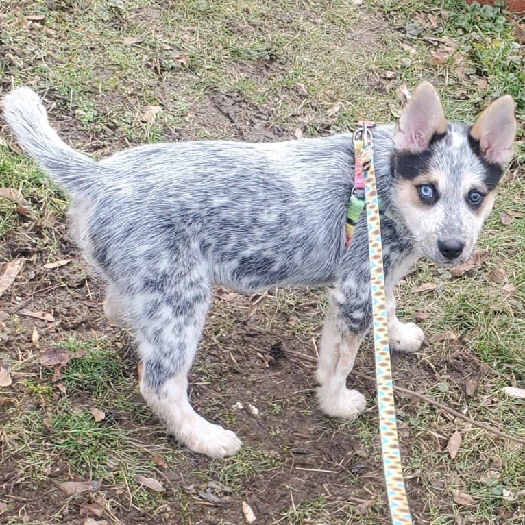 Flora, an Australian Cattle Dog and Siberian Husky mix tested with EmbarkVet.com