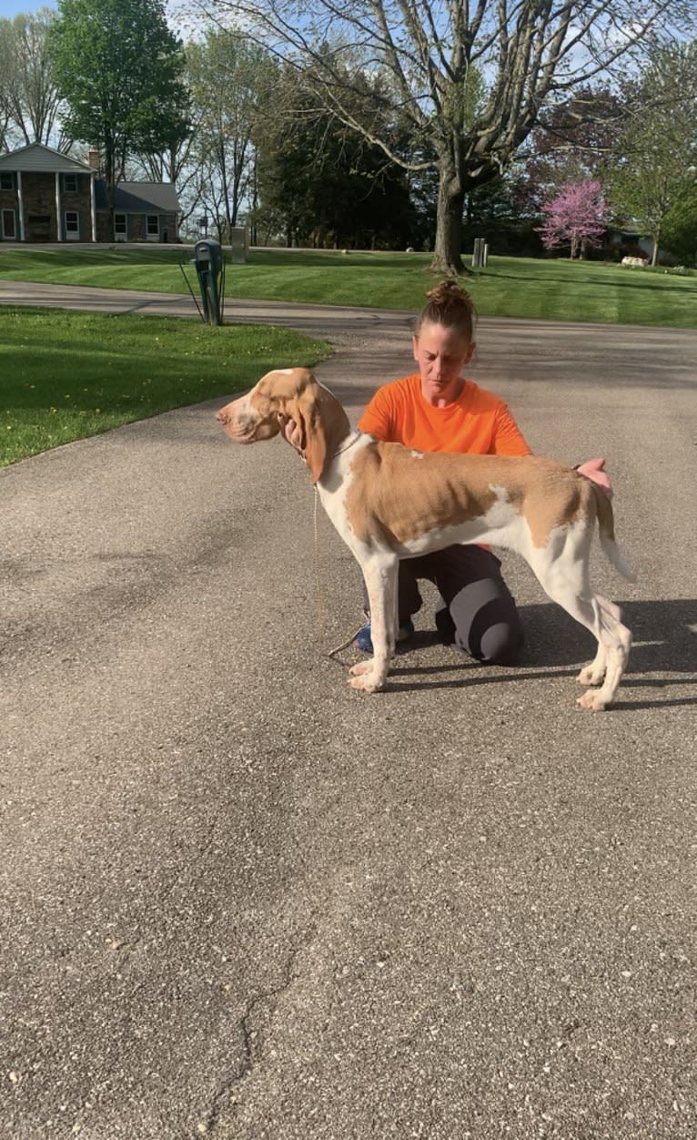 Audie, a Bracco Italiano tested with EmbarkVet.com