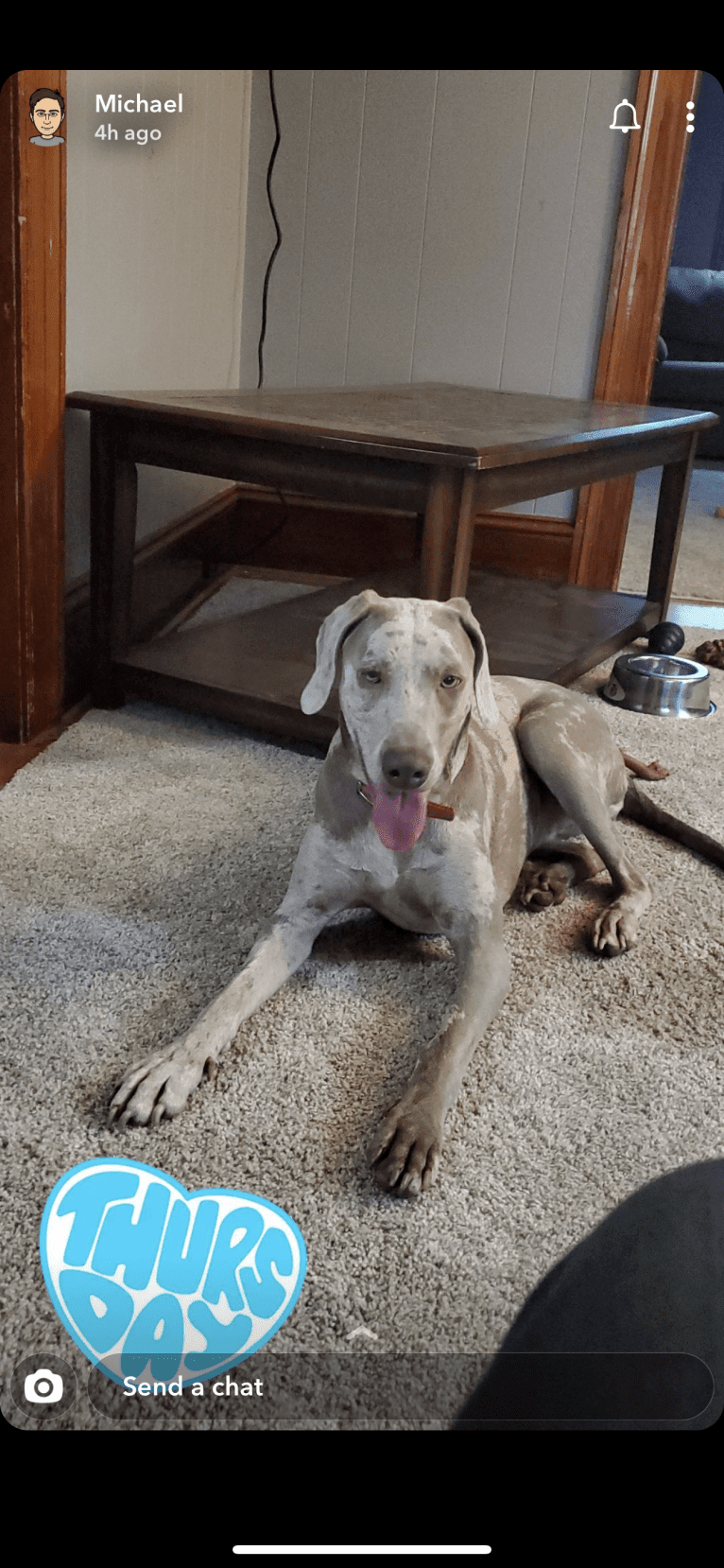 Maggie, a Weimaraner and Catahoula Leopard Dog mix tested with EmbarkVet.com