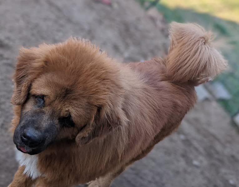 Grim, a Tibetan Mastiff tested with EmbarkVet.com