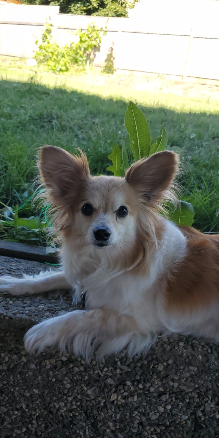 Rusko, a Papillon tested with EmbarkVet.com