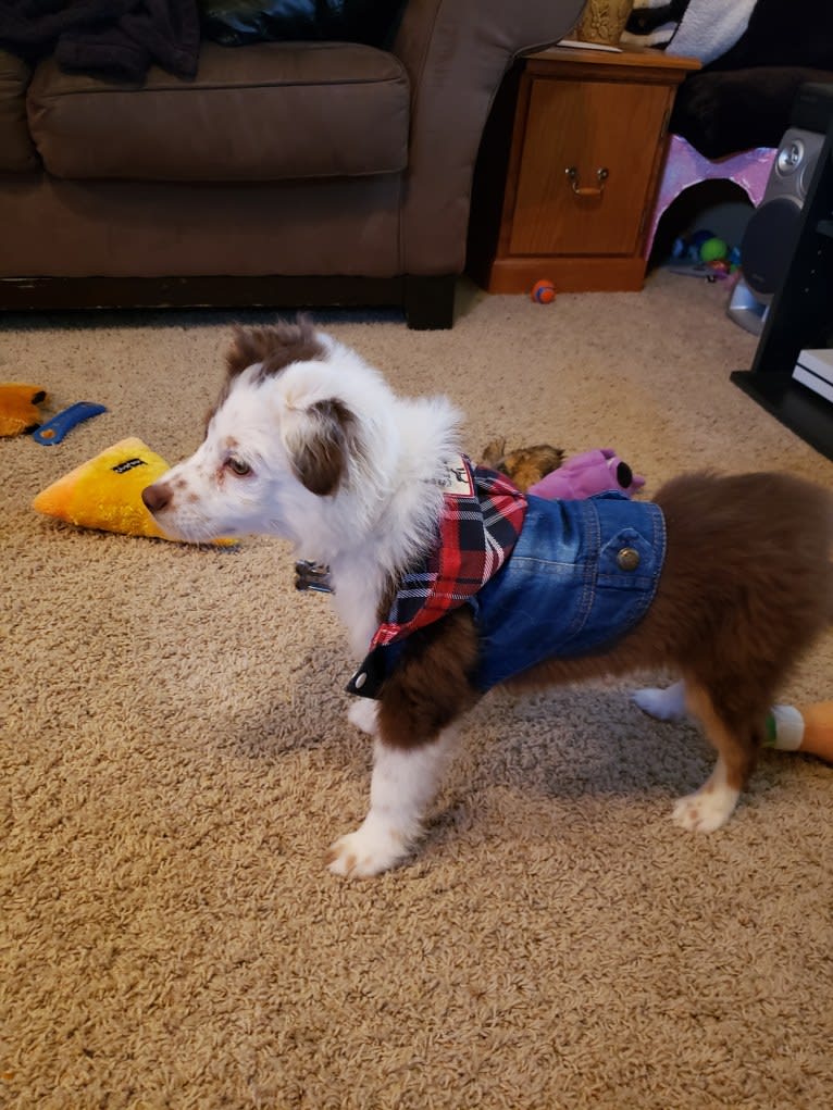 Berlin, an Australian Shepherd tested with EmbarkVet.com