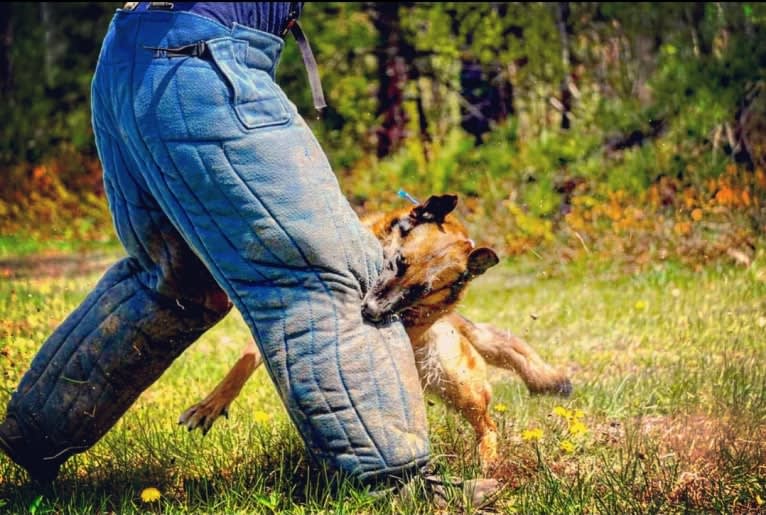 Oso, a Belgian Shepherd tested with EmbarkVet.com