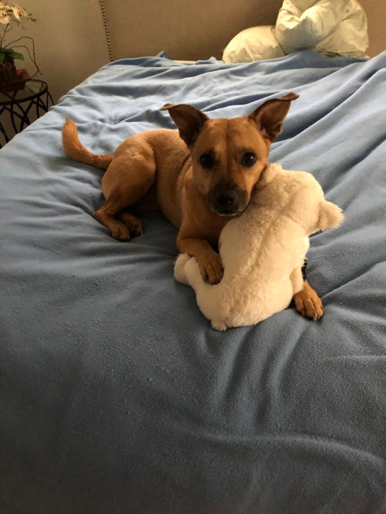 Choice, an American Pit Bull Terrier and Australian Shepherd mix tested with EmbarkVet.com