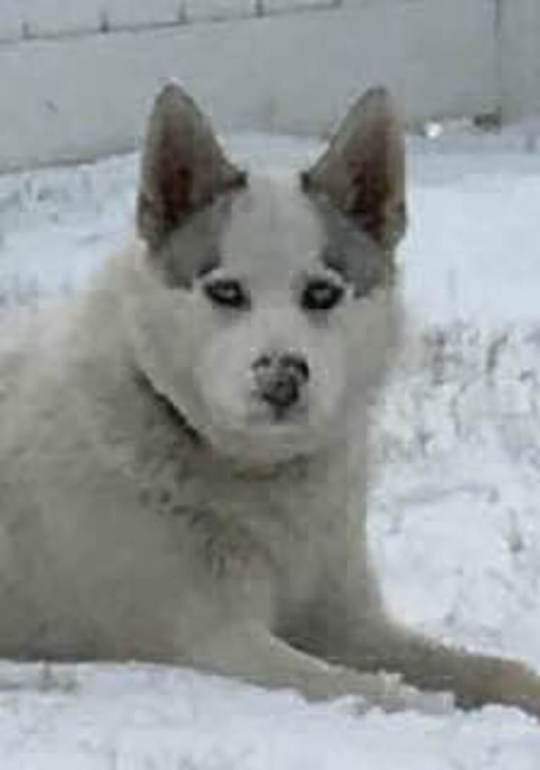 Spirit, a Siberian Husky and Great Pyrenees mix tested with EmbarkVet.com