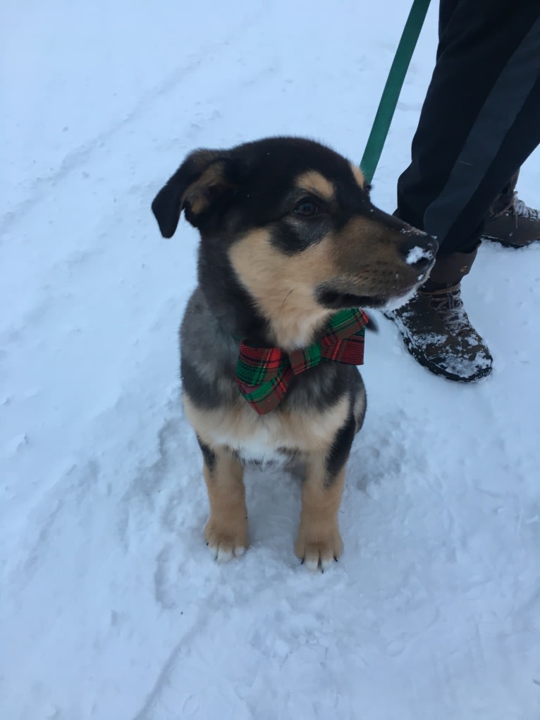 Louis, a Labrador Retriever and Siberian Husky mix tested with EmbarkVet.com