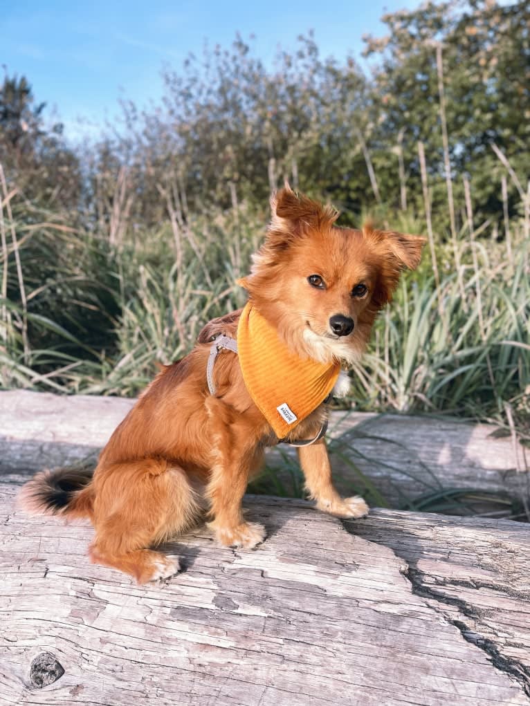 Teddy, a Chihuahua and Poodle (Small) mix tested with EmbarkVet.com