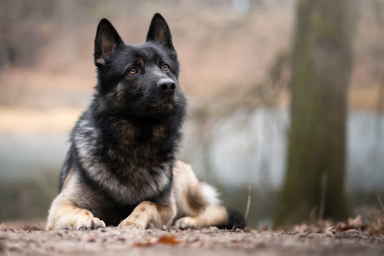 Kenzo, a German Shepherd Dog (7.8% unresolved) tested with EmbarkVet.com