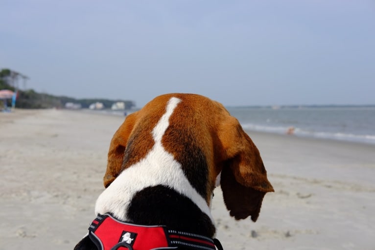 Gerald, a Treeing Walker Coonhound tested with EmbarkVet.com