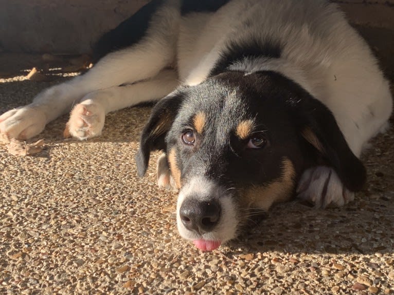 Bogey, an Australian Shepherd and Australian Cattle Dog mix tested with EmbarkVet.com