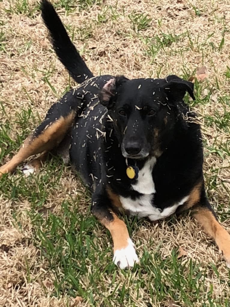 Brodie, a German Shepherd Dog and Dalmatian mix tested with EmbarkVet.com