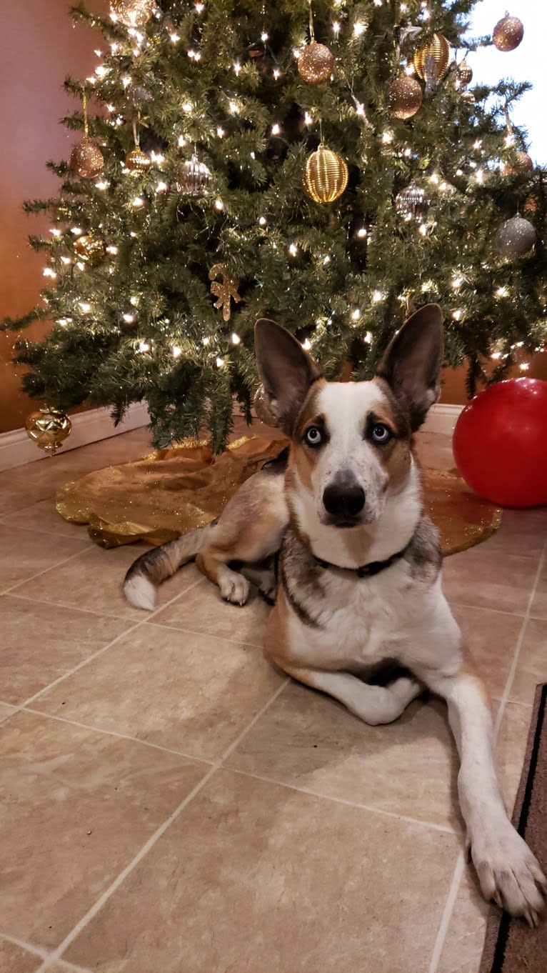 Sadie, a German Shepherd Dog tested with EmbarkVet.com