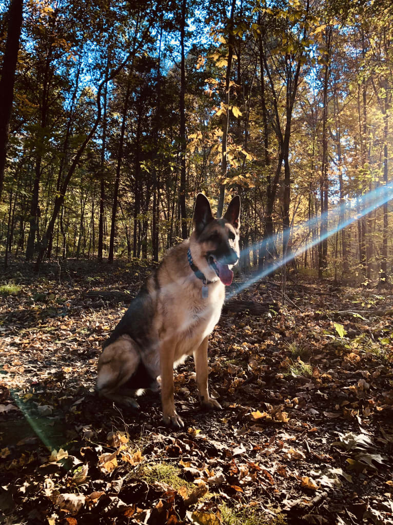 Huttser, a German Shepherd Dog tested with EmbarkVet.com