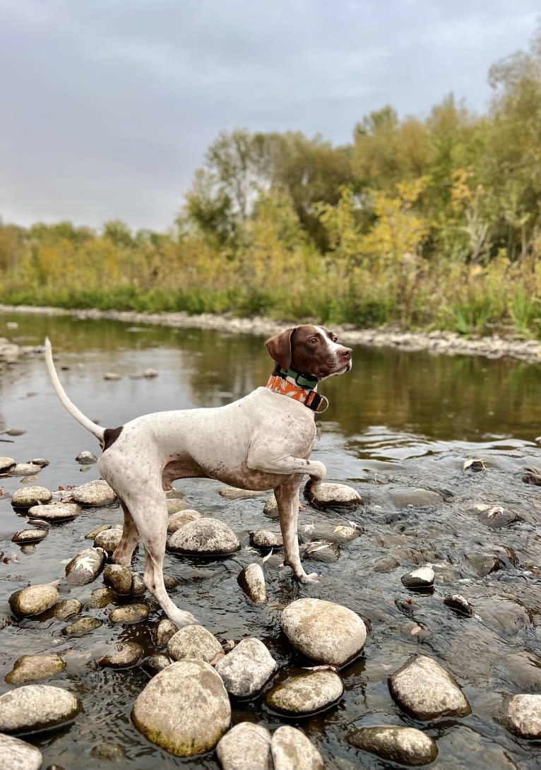 Ollie, a Pointer tested with EmbarkVet.com