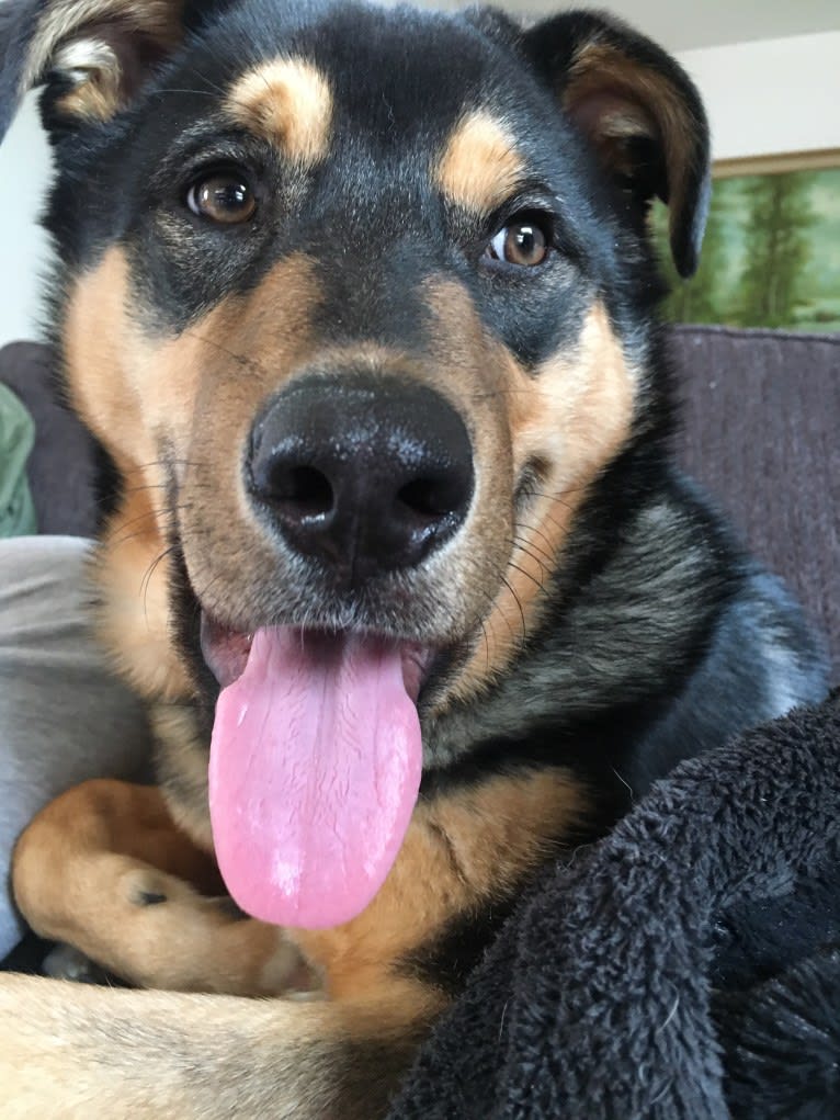 Louis, a Labrador Retriever and Siberian Husky mix tested with EmbarkVet.com