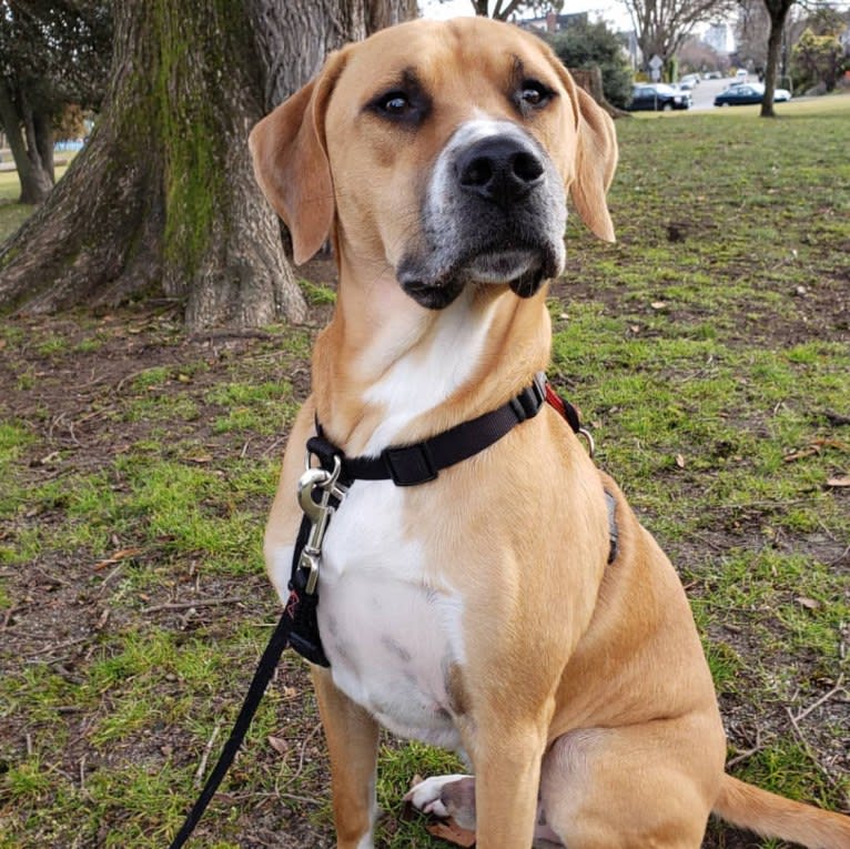 Sully, an American Pit Bull Terrier and Treeing Walker Coonhound mix tested with EmbarkVet.com