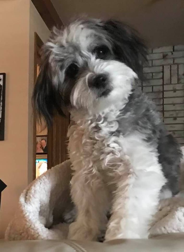 Winham’s “DollyBelle” of Rocky Mountain Cotons, a Coton de Tulear tested with EmbarkVet.com