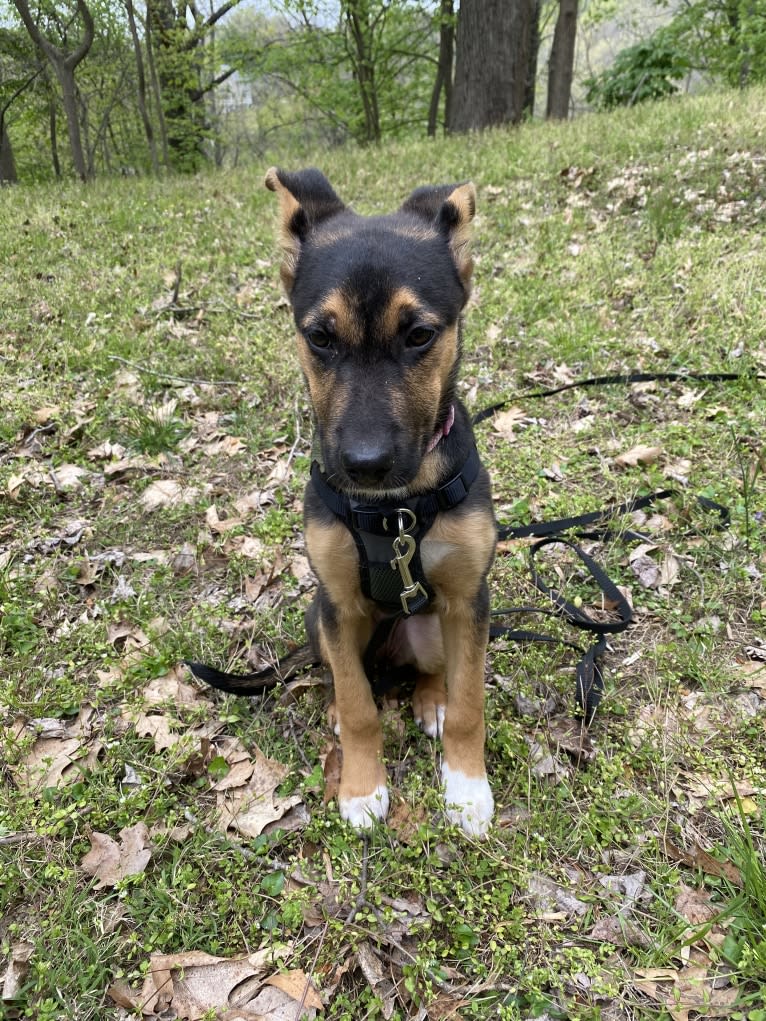 Lola, a German Shepherd Dog and American Pit Bull Terrier mix tested with EmbarkVet.com