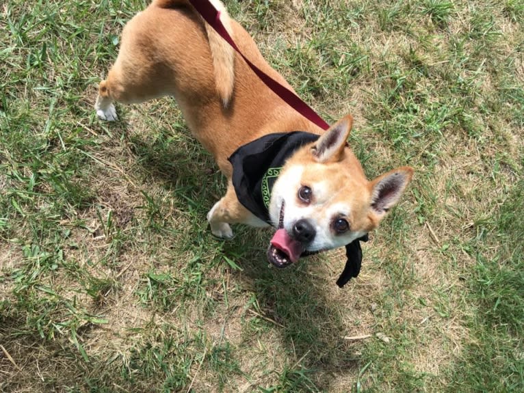 Frankie, a Chihuahua and Miniature Pinscher mix tested with EmbarkVet.com