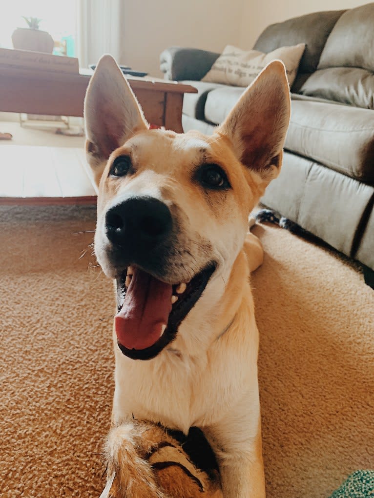 Otis, an American Bully and Chow Chow mix tested with EmbarkVet.com