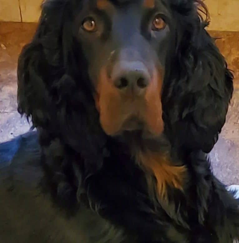 Duchess, a Gordon Setter tested with EmbarkVet.com