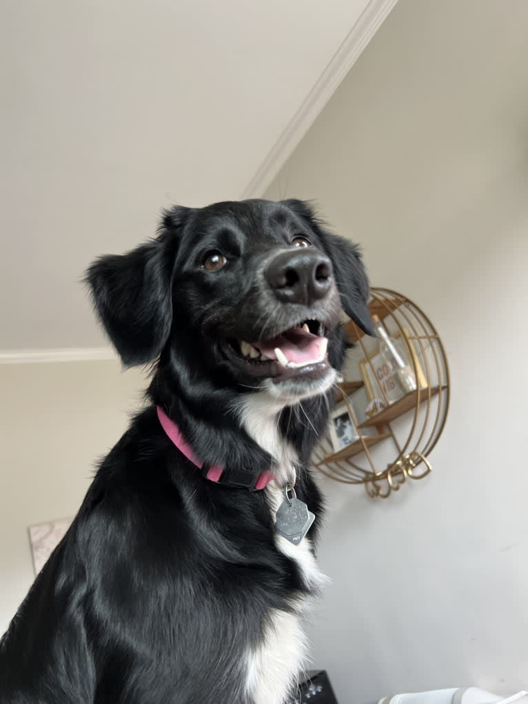 Ryliejane, a Labrador Retriever and Border Collie mix tested with EmbarkVet.com