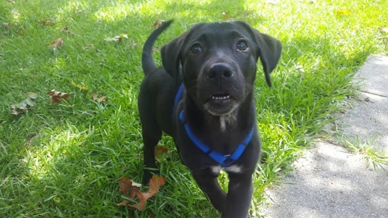 Kaida, a Labrador Retriever and Australian Shepherd mix tested with EmbarkVet.com