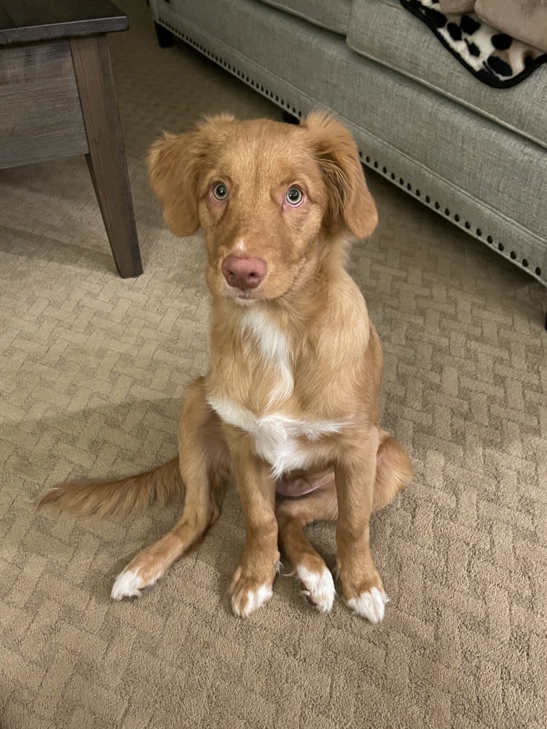 Saranac’s Gracious Gift “Rowdy”, a Nova Scotia Duck Tolling Retriever tested with EmbarkVet.com