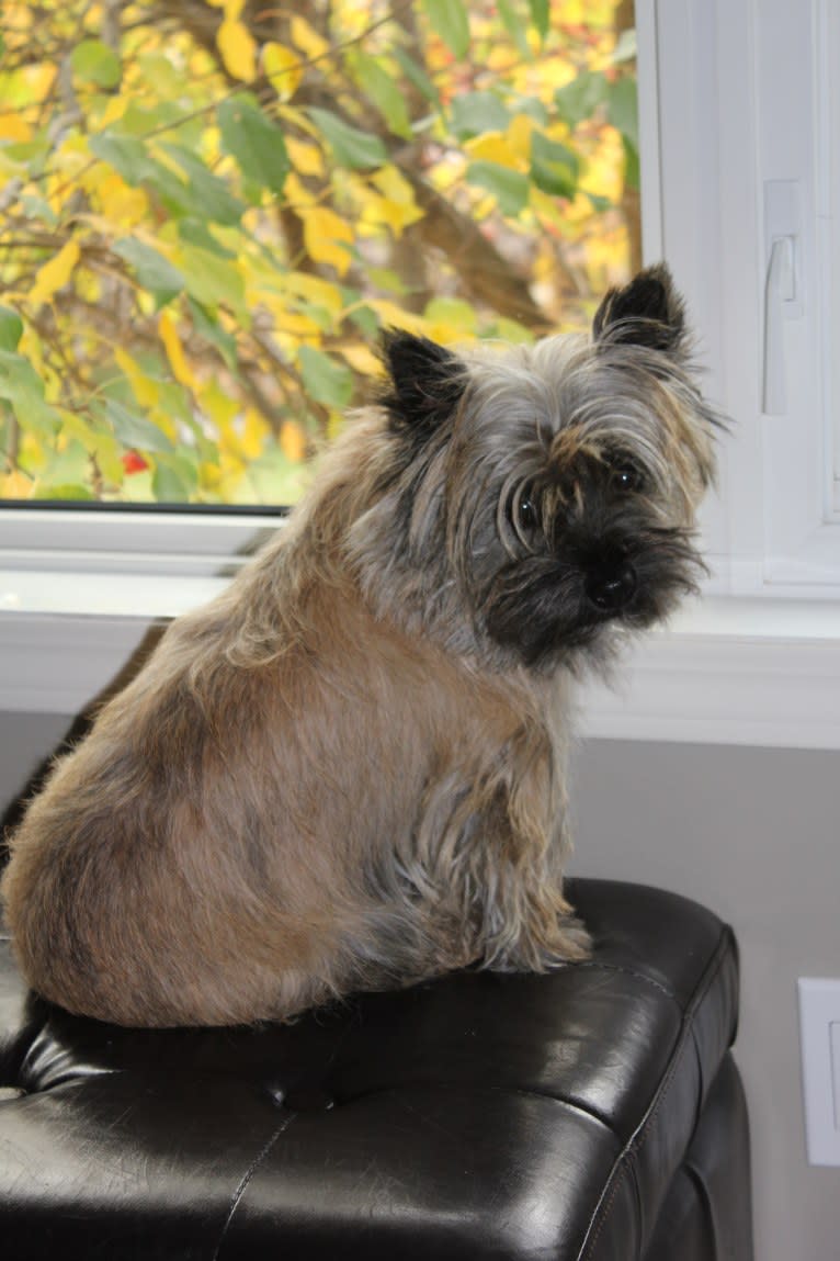 Princess Gracie Mae of Cairn Terrier Creek, a Cairn Terrier tested with EmbarkVet.com