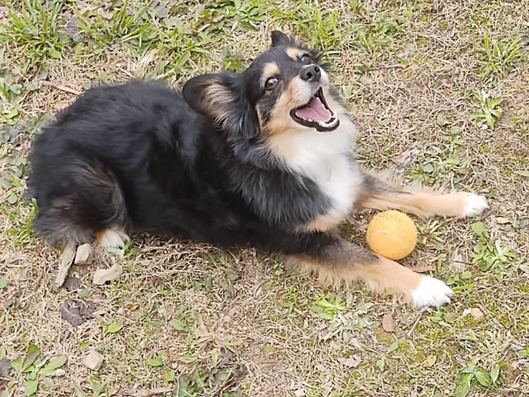 Scamp (a.k.a. Skamp), an Australian Shepherd tested with EmbarkVet.com