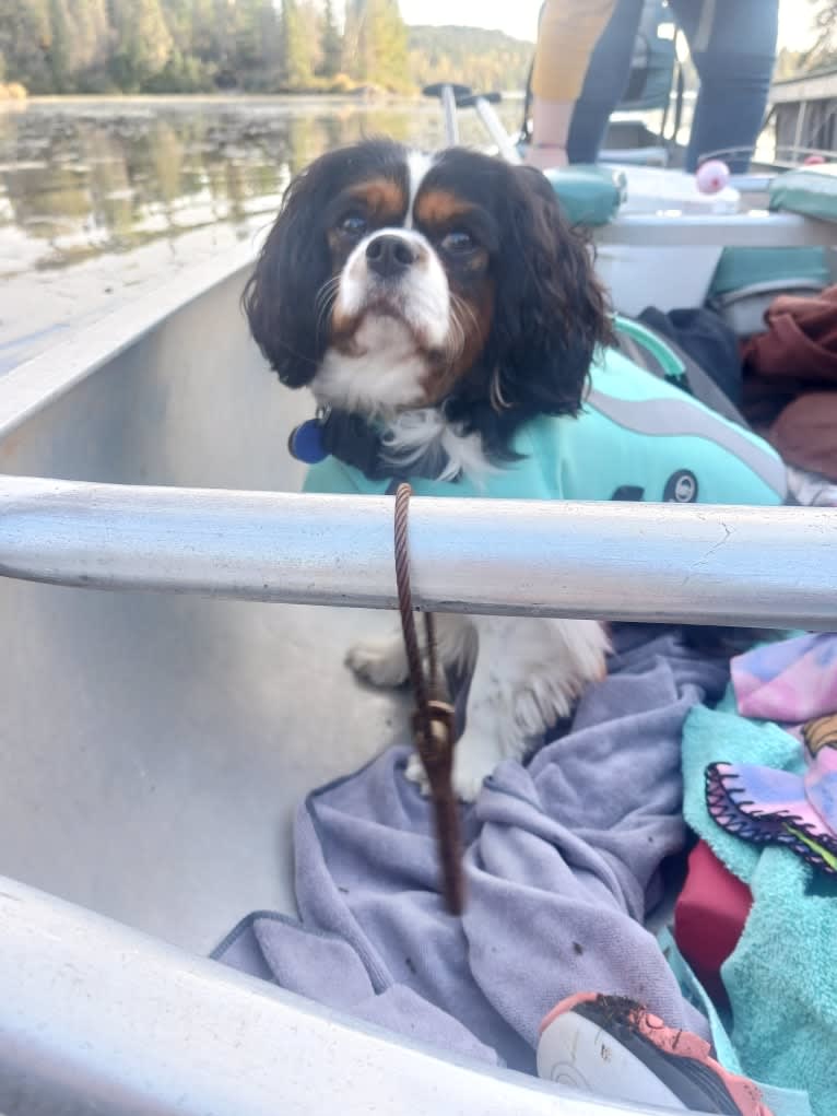 Tohru Myrtle Elizabeth, a Cavalier King Charles Spaniel tested with EmbarkVet.com