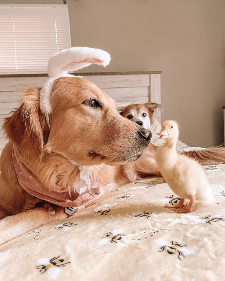 Marley, a Golden Retriever tested with EmbarkVet.com