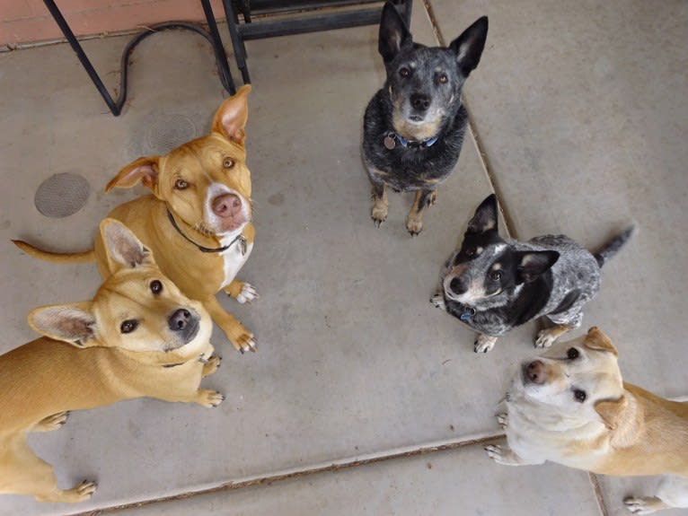 Doc, a Chihuahua and American Pit Bull Terrier mix tested with EmbarkVet.com