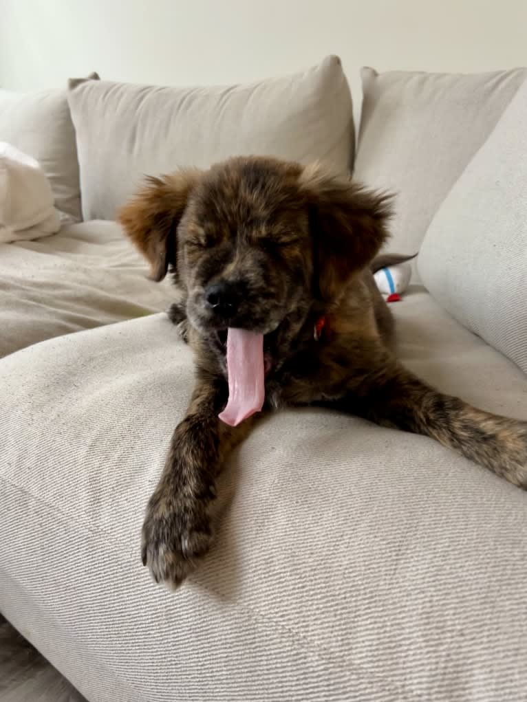 Rudder, a Labrador Retriever and Chow Chow mix tested with EmbarkVet.com