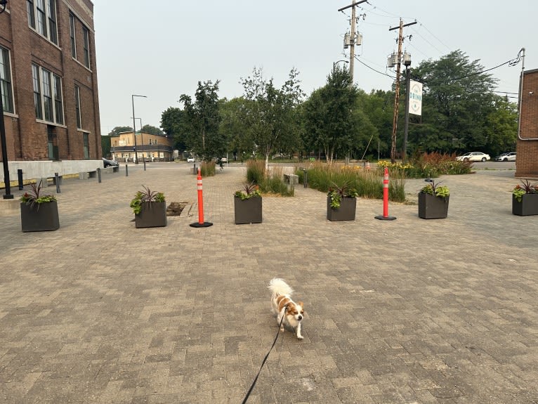 Rooster, a Chihuahua and Pekingese mix tested with EmbarkVet.com