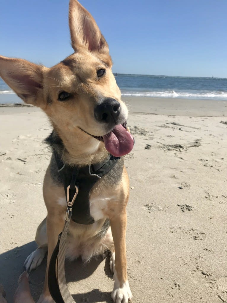 Zola, a Siberian Husky and American Pit Bull Terrier mix tested with EmbarkVet.com