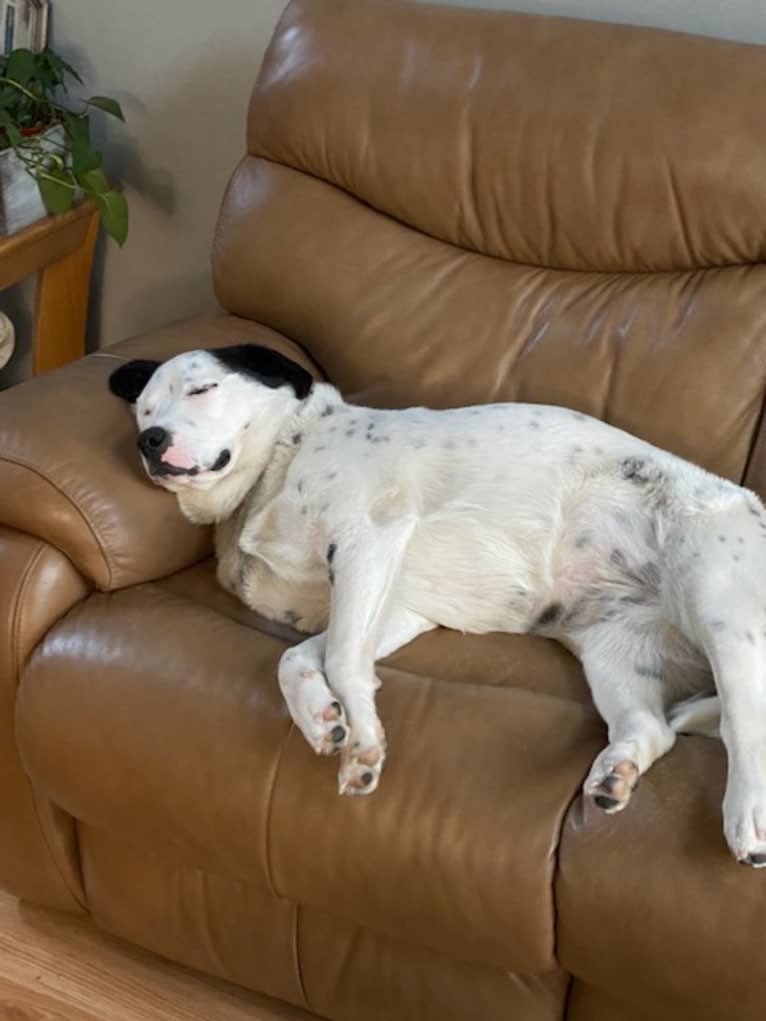 RIVER, a Great Pyrenees and Boxer mix tested with EmbarkVet.com