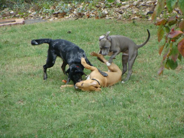 Creedence, an American Pit Bull Terrier and American Staffordshire Terrier mix tested with EmbarkVet.com