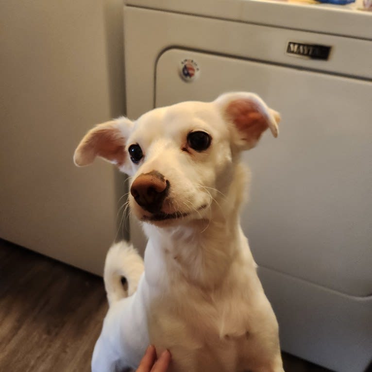 Cooper, a Chihuahua and Shih Tzu mix tested with EmbarkVet.com