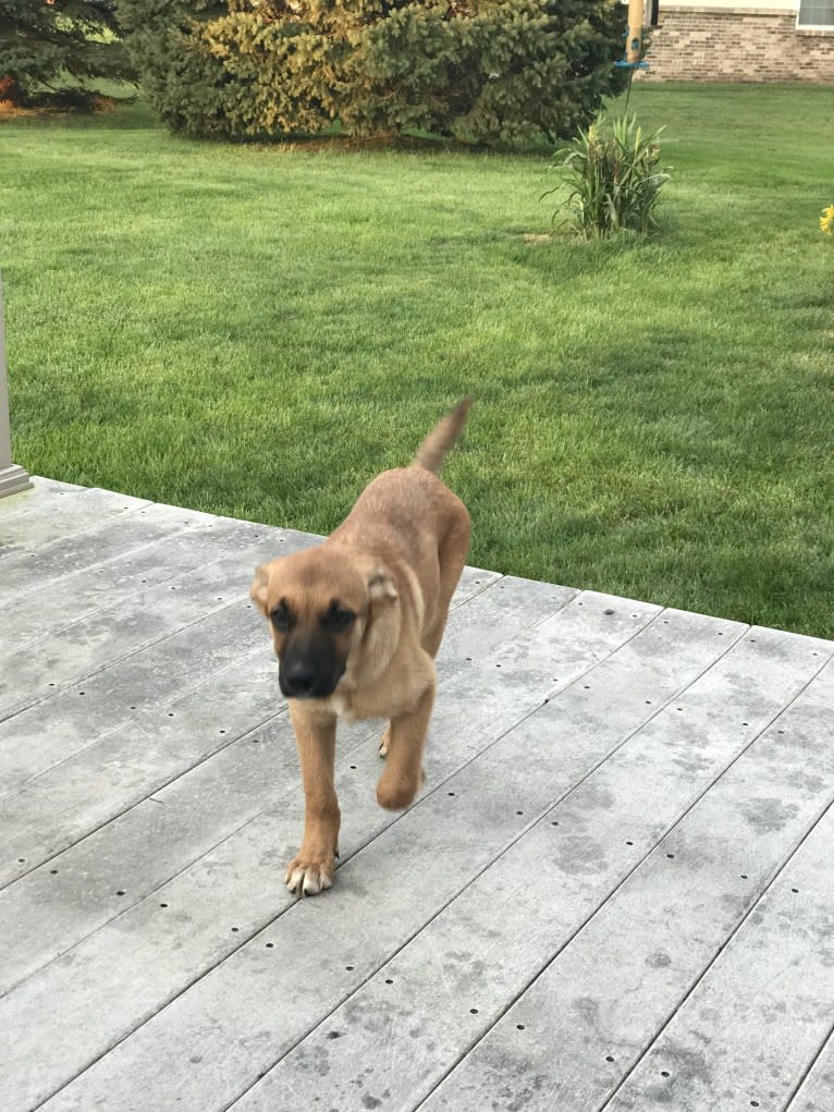 Hildy, a Golden Retriever and Boxer mix tested with EmbarkVet.com