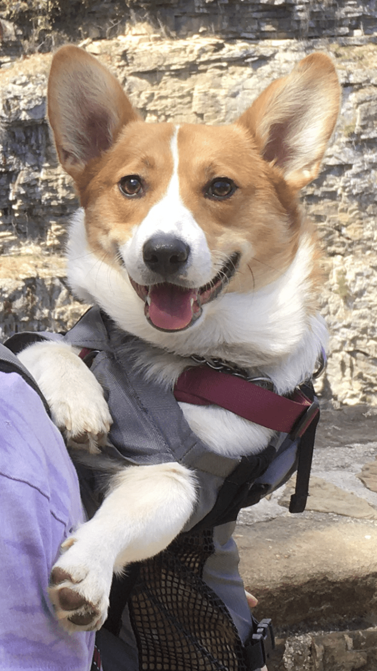 Franklin, a Pembroke Welsh Corgi tested with EmbarkVet.com